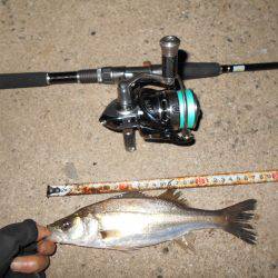 チーバスだらけ…。