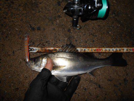 ほぼ入れ食い？