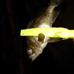 リベンジ!!実は2回目・・・