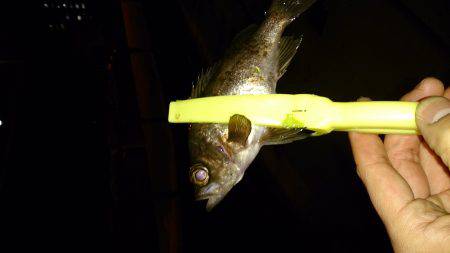 リベンジ!!実は2回目・・・