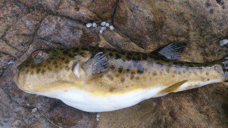 まさにここはFGP(ﾌｸﾞﾊﾟﾗﾀﾞｲｽ)