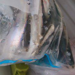 神戸湾奥シーバス