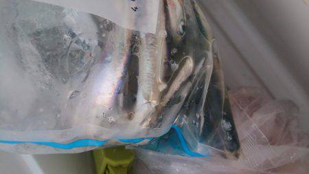 神戸湾奥シーバス