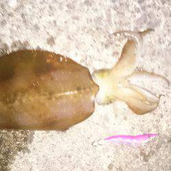 リトリーブエギング