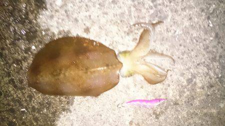 リトリーブエギング