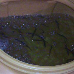 海上釣り堀前哨戦、片口鰯狙う