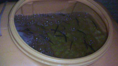 海上釣り堀前哨戦、片口鰯狙う