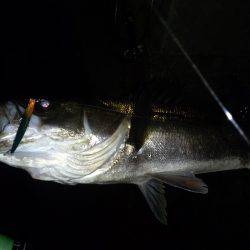 バチ抜けシーバス