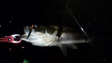 バチ抜けシーバス