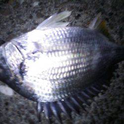 またまたチニング