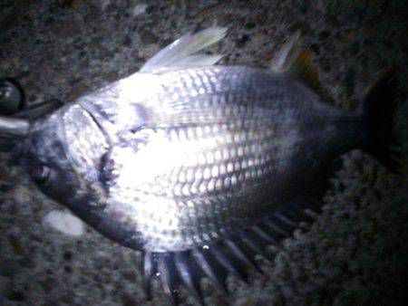 またまたチニング