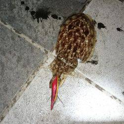 コウイカエギング