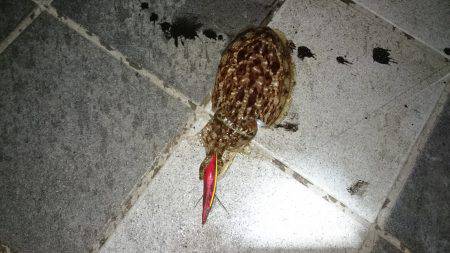 コウイカエギング