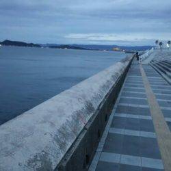 イワシ大漁、青物不在