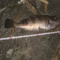 激渋メバリング