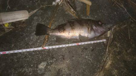 激渋メバリング