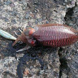 コウイカ狙いで