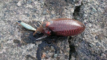 コウイカ狙いで