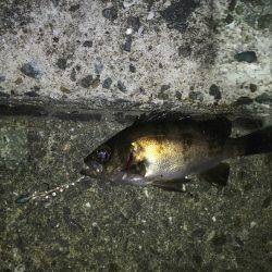 爆風メバリング