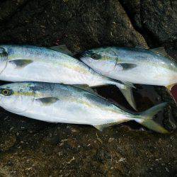 今年初ショアジギング