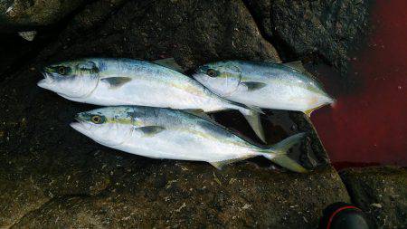 今年初ショアジギング