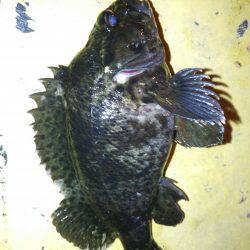 ポーアイメバリング