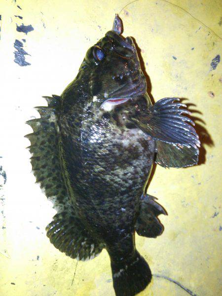 ポーアイメバリング