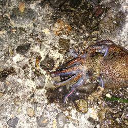 ボウズではないけどボウズ