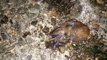 ボウズではないけどボウズ