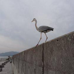 ギリギリセーフ