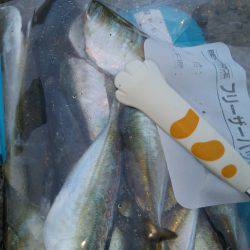 鱗付け本番(笑)