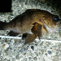 フロートリグでメバリング