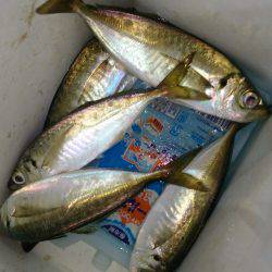 短時間アジング！