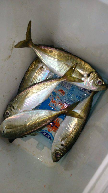 短時間アジング！