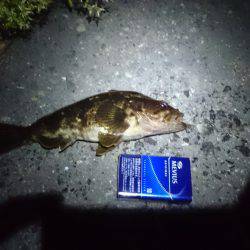 お久し振りです( ´∀｀)