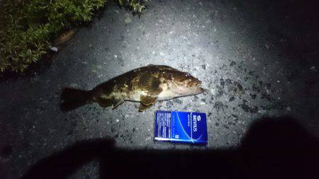 お久し振りです( ´∀｀)