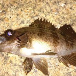 メバルプラッキング