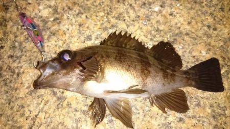 メバルプラッキング