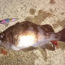 メバルプラッキング