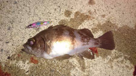 メバルプラッキング