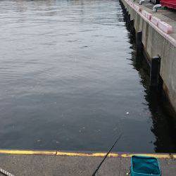 灘浜で短時間エギング