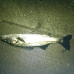 バチは見えませんが