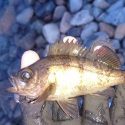 ドシャロープラッキング