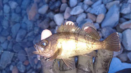 ドシャロープラッキング