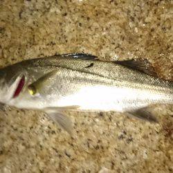 ご近所メバリング