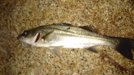 ご近所メバリング