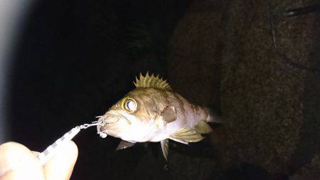 ご近所メバリング