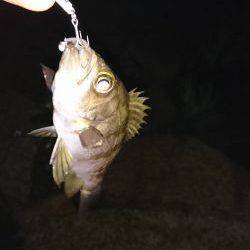 ご近所メバリング