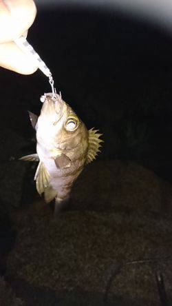 ご近所メバリング