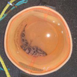 タケノコ？メバル